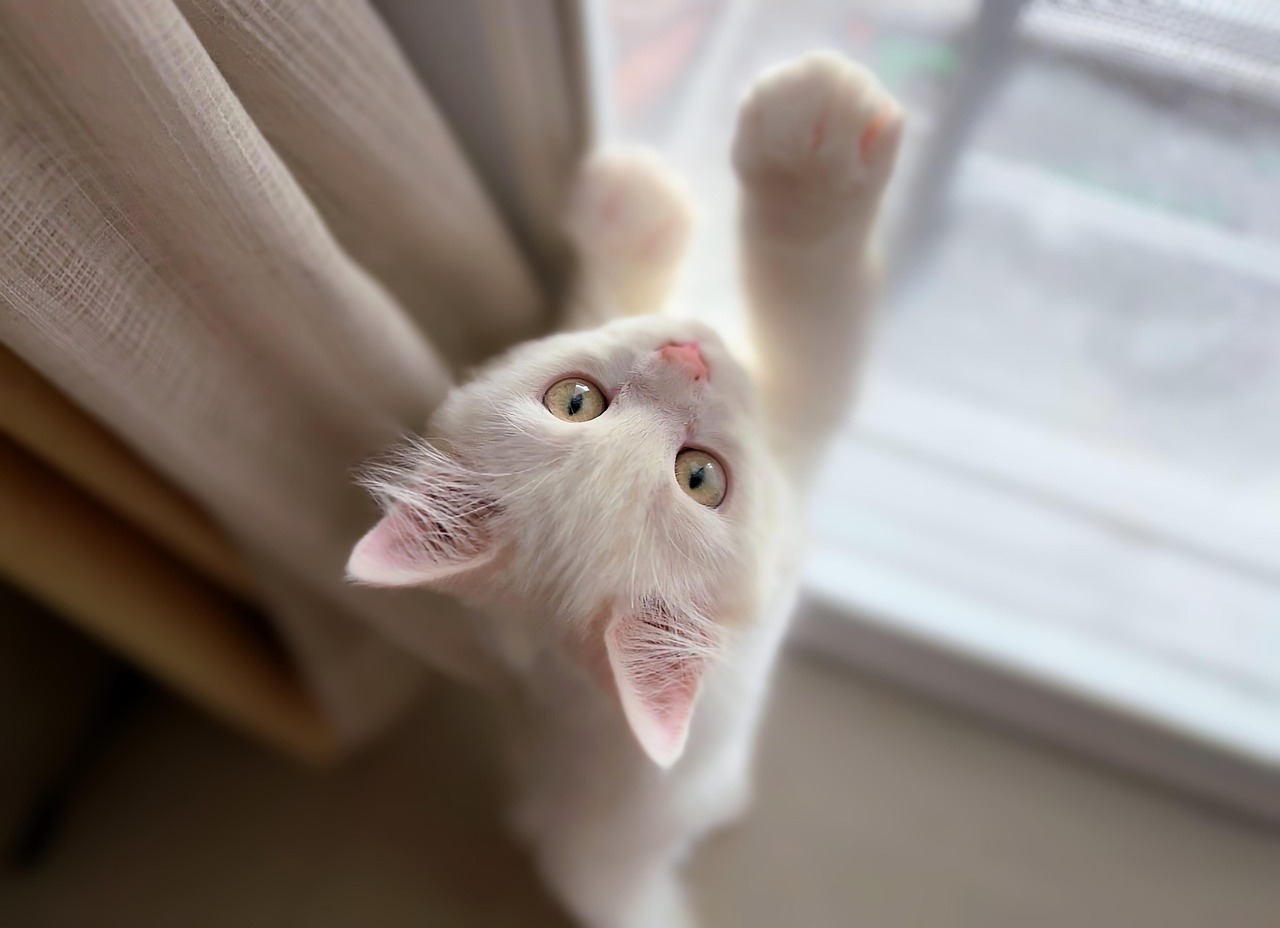 Kitten 2